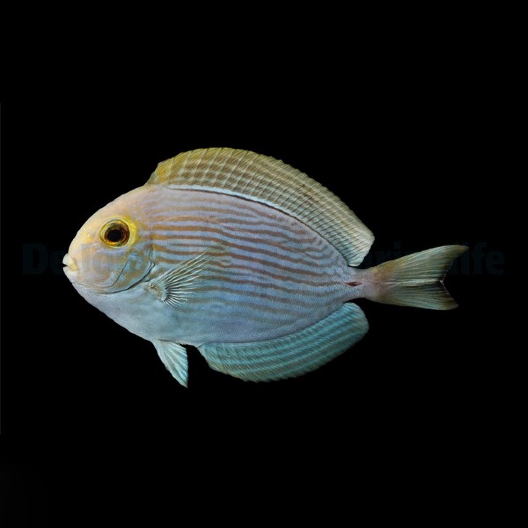 Acanthurus mata - Augenfleck-Doktorfisch